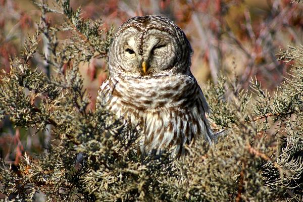 Barred Owl