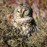 Barred Owl