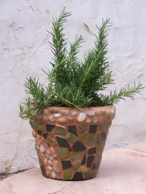 Rosemary Mosaic Pot 7"