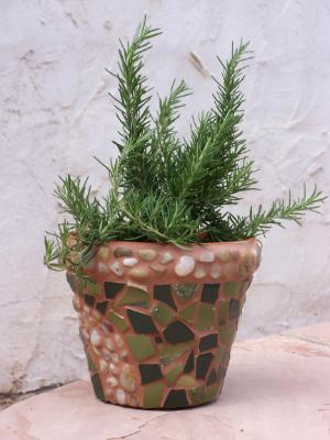 Rosemary Mosaic Pot 7" Rosemary Mosaic Pot 7"