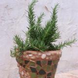 Rosemary Mosaic Pot 7"