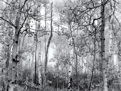 Foggy Aspen Grove Black & White Foggy Aspen Grove Black & White