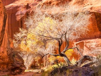 Dramatic Cottonwood in Neon Canyon Dramatic Cottonwood in Neon Canyon