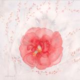 The Pink Camellia