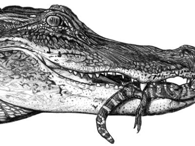 Alligators Alligators
