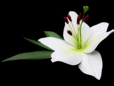White Lily Pin White Lily Pin