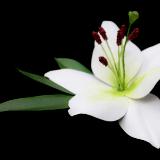 White Lily Pin