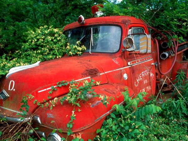 The Honeysuckle Rose