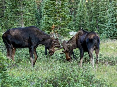 Two Moose Lock Antlers Two Moose Lock Antlers