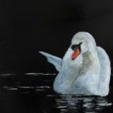 Shy Swan