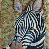 Zebra Stallion