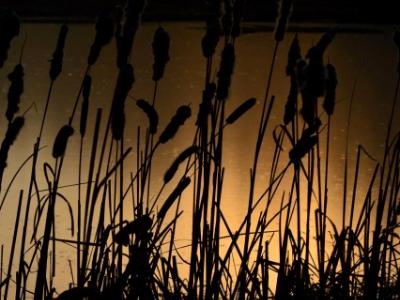 Golden Pond and Cat-tails