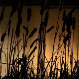 Golden Pond and Cat-tails
