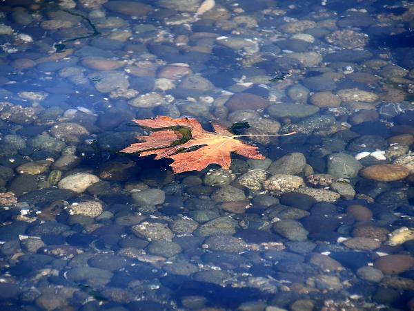 Lone Leaf on the Hood Canal, WA
