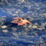 Lone Leaf on the Hood Canal, WA