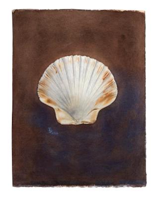 Scallop Shell