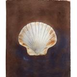 Scallop Shell