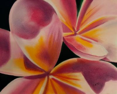 "Pink & Yellow Plumeria"