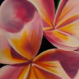 "Pink & Yellow Plumeria"