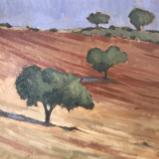 Olive field