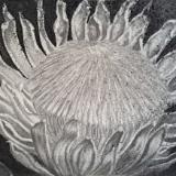 Protea