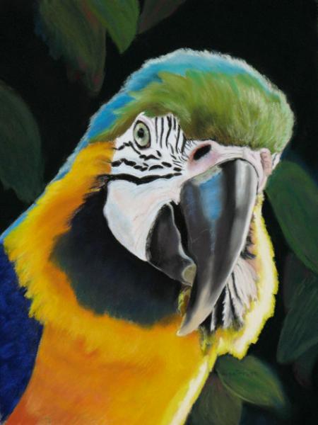 Mr. Macaw