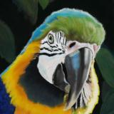 Mr. Macaw