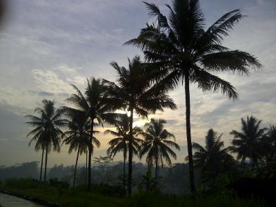 coconut skyline