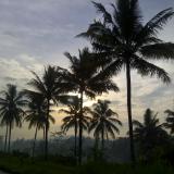 coconut skyline