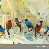 set of handpainted glasses: BIRDS OF THE AMAZON