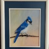 Blue Jay portrait