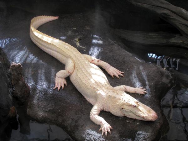 Albino Alligator