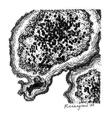 Cryptothecia rubrocinta, 2007 Cryptothecia rubrocinta, 2007