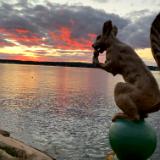 Squirrel by Sunset