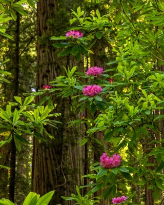 Redwoods and Pink Rhododendron Redwoods and Pink Rhododendron