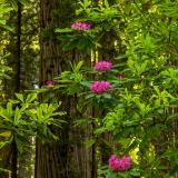 Redwoods and Pink Rhododendron