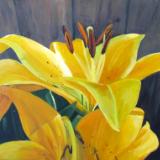 Sunlit Lily