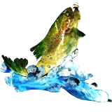 Rainbow Trout