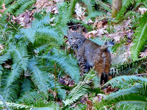 Visiting Bobcat