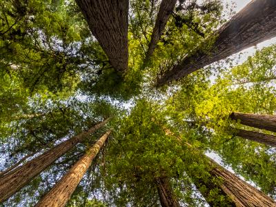 Redwoods Reach the Sky Redwoods Reach the Sky
