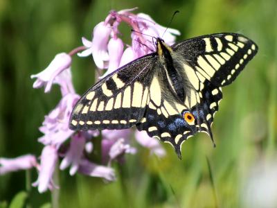 Swallowtail Swallowtail