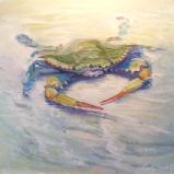 Blue Crab in a Tidal Pool