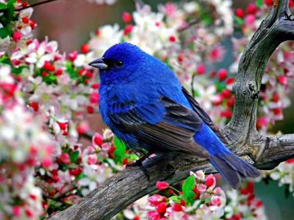 Indigo Bunting