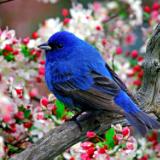 Indigo Bunting
