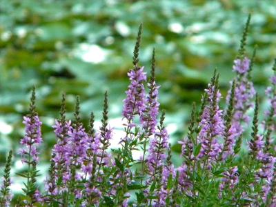 Weeds along the Pond's Edge