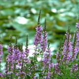 Weeds along the Pond's Edge