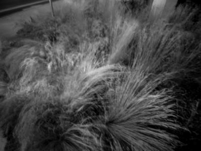 Grasses in Wind Grasses in Wind