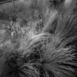  Grasses in Wind
