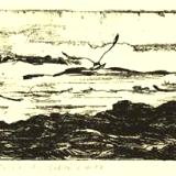 (9)Gulls