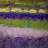 Lavender Fields of Escondido